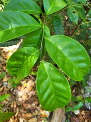 Ilex nitida