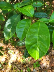 Ilex nitida