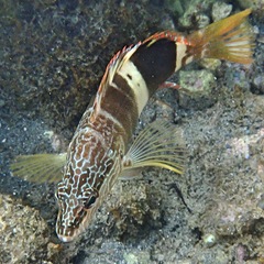 Serranus papilionaceus