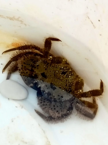Warty Crab, Marche, Italy, photo 10 of 10