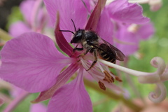 Megachile relativa
