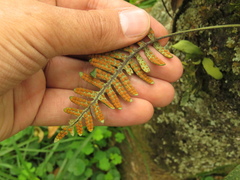 Pleopeltis buchtienii