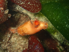 Styela montereyensis