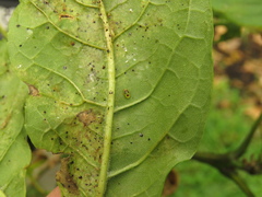 Tropidosteptes chapingoensis