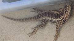 Sceloporus spinosus