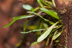 Cochlidium linearifolium