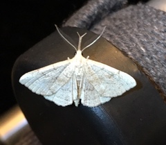 Phalaenostola metonalis