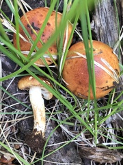 Pholiota rufodisca
