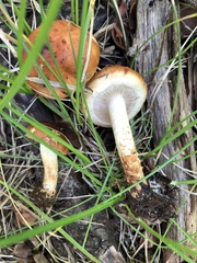 Pholiota rufodisca