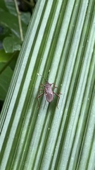 Leptoscelis quadrisignatus