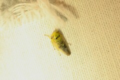Rhytidodus decimusquartus