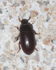 Alphitobius diaperinus
