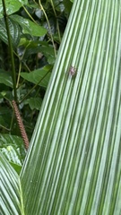 Leptoscelis quadrisignatus