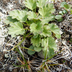 Veronica alaskensis