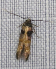 Stilbosis tesquella