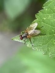 Cholomyia