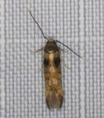 Stilbosis tesquella