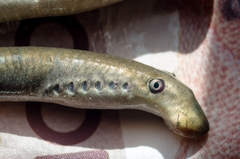 Lampetra fluviatilis