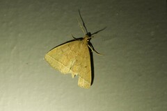 Zanclognatha marcidilinea