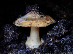 Cortinarius phalarus