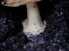Cortinarius phalarus