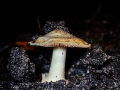 Cortinarius phalarus