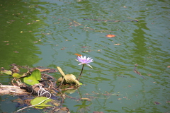 Nymphaea elegans