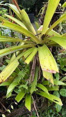 Guzmania scherzeriana