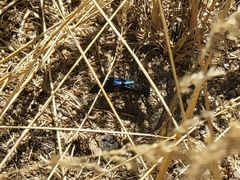 Stizoides renicinctus