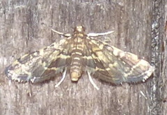Anageshna primordialis