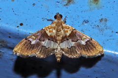 Aetholix flavibasalis