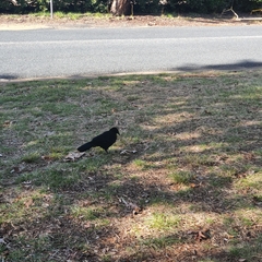 Corcorax melanorhamphos