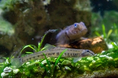 Cobitis taenia