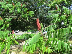 Rhus typhina