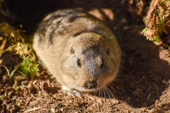 Ctenomys sericeus