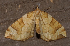 Eulithis propulsata