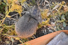Ctenomys sericeus