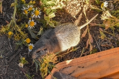 Ctenomys sericeus