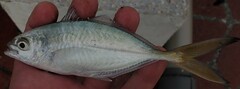 Alepes vari