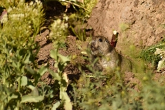 Ctenomys sericeus