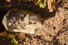Ctenomys sericeus
