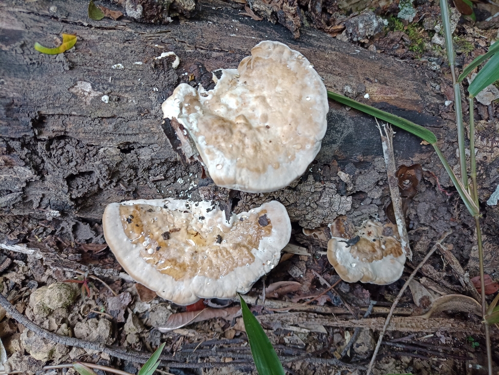 Trametes lactinea · June 2022 · photo: © biomartita (iNaturalist, cc-by)