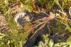 Ctenomys sericeus