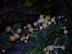Vibrissea dura