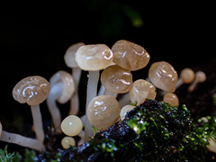 Vibrissea dura