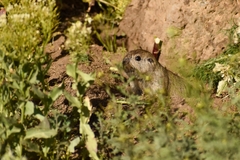 Ctenomys sericeus