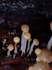 Vibrissea dura