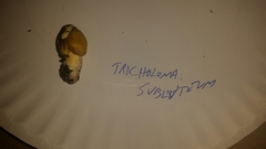 Tricholoma subluteum