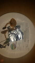 Pseudoarmillariella ectypoides