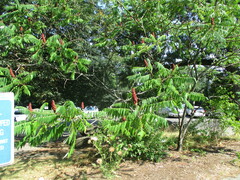 Rhus typhina